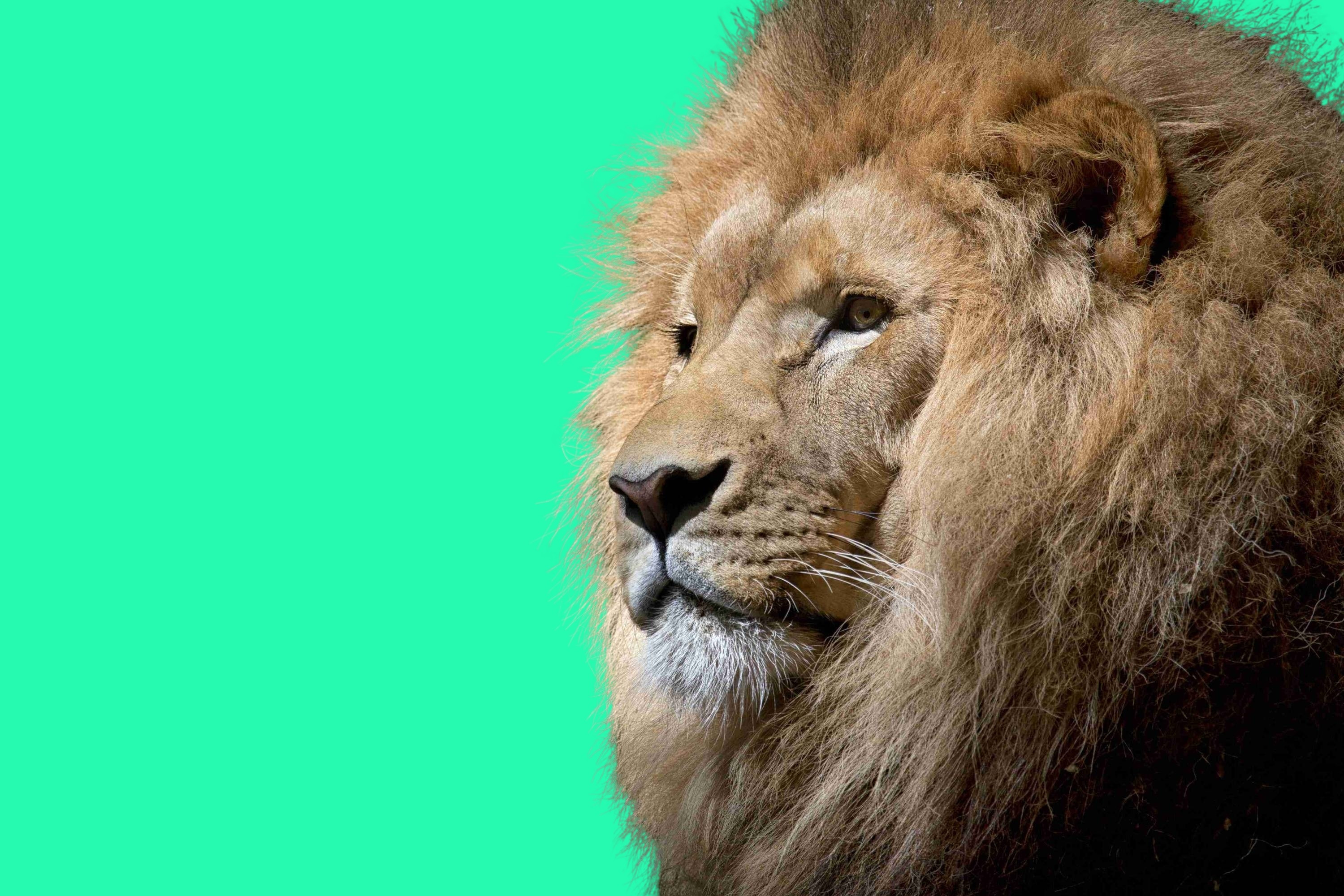 King